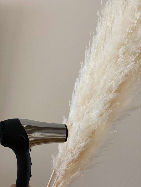 How to fluff pampas grass