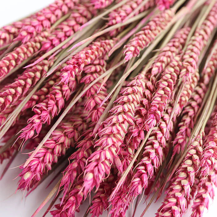 Dried Pink Wheat