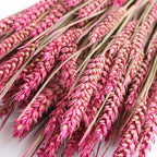 Dried Pink Wheat