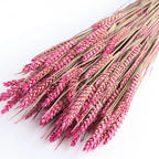 Dried Pink Wheat