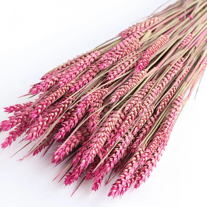 Dried Pink Wheat