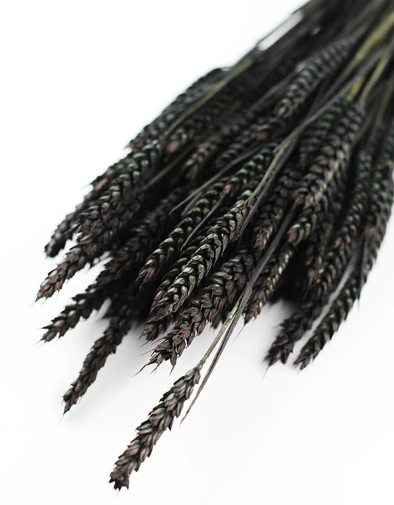 Dried Black Wheat