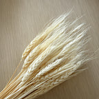 Dried Bleached Bearded Wheat