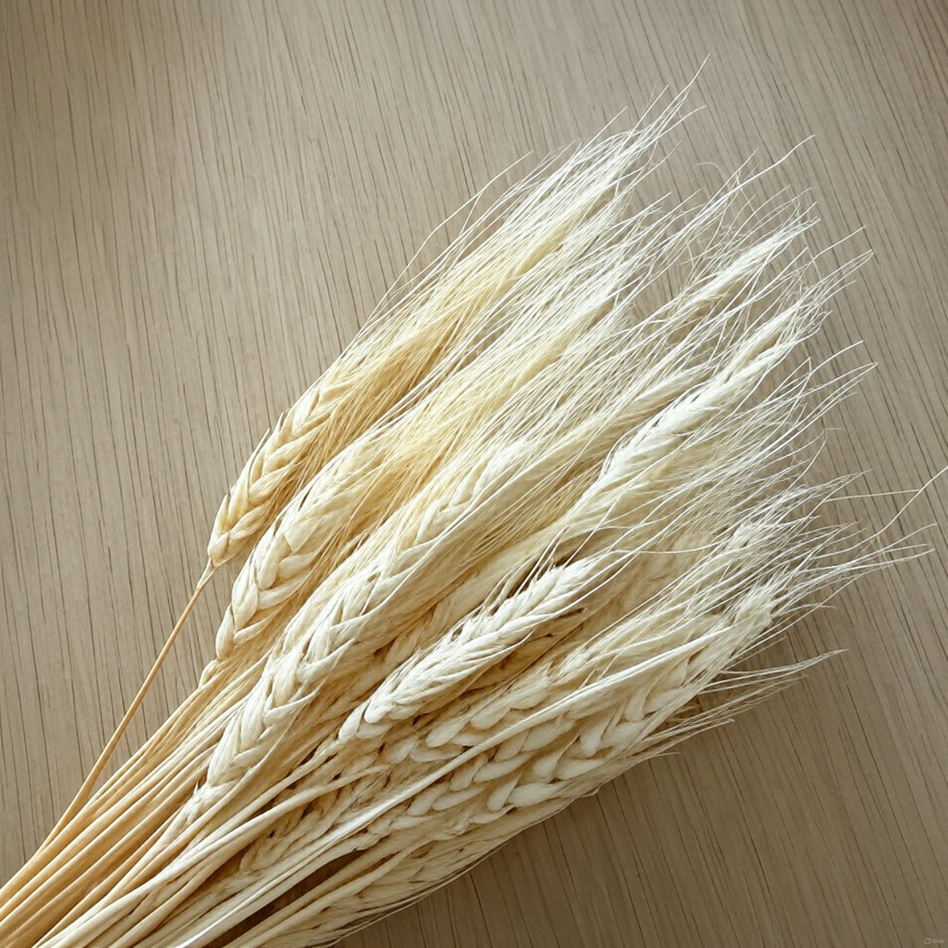 Dried Bleached Bearded Wheat