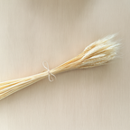 Dried Bleached Bearded Wheat