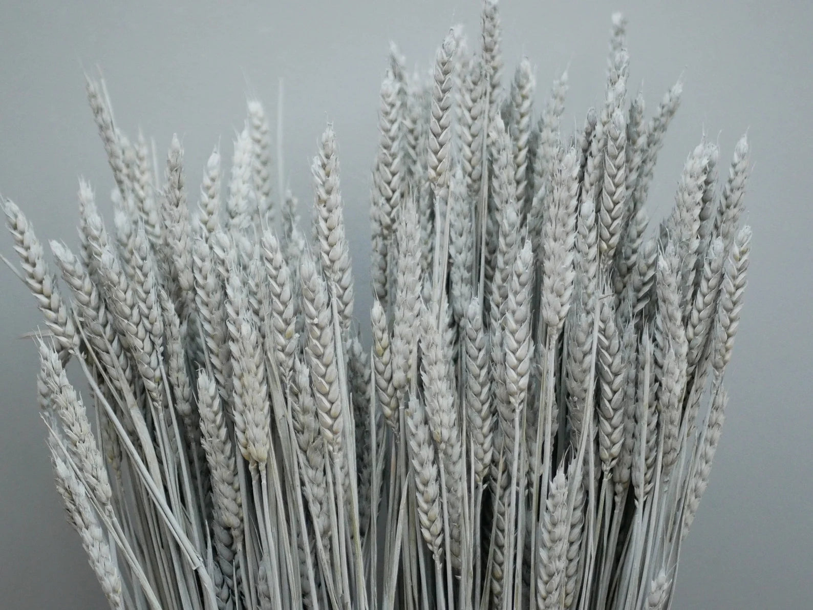 Dried Grey Wheat
