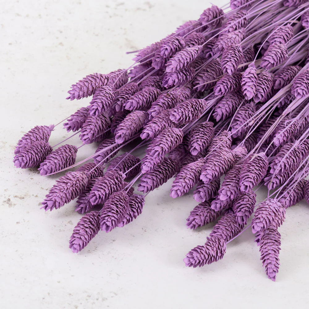 Dusty Lilac Phalaris Flowers