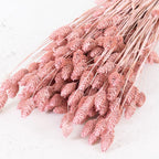 Dusty Pink Phalaris Flowers