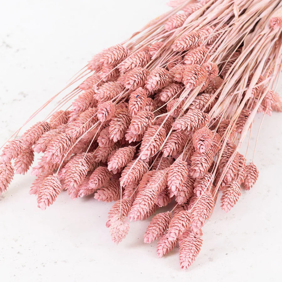 Blush Pink Phalaris Flowers