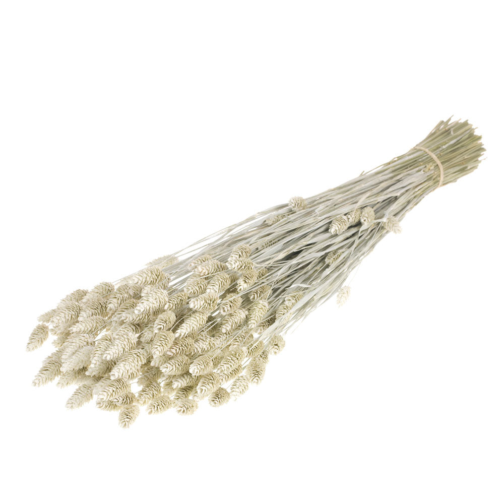 Dusty White Phalaris Flowers