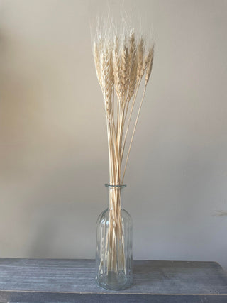 Dried Bleached Bearded Wheat Bunch
