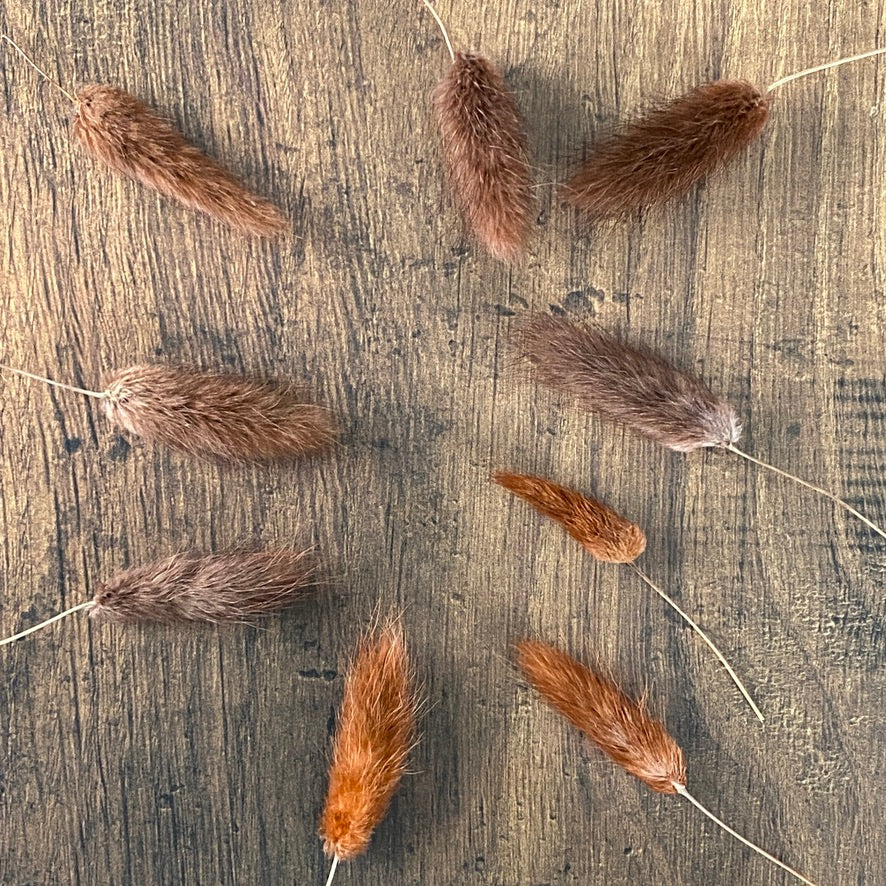 Chocolate Brown Bunny Tail Buds