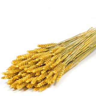 Dried Yellow Wheat