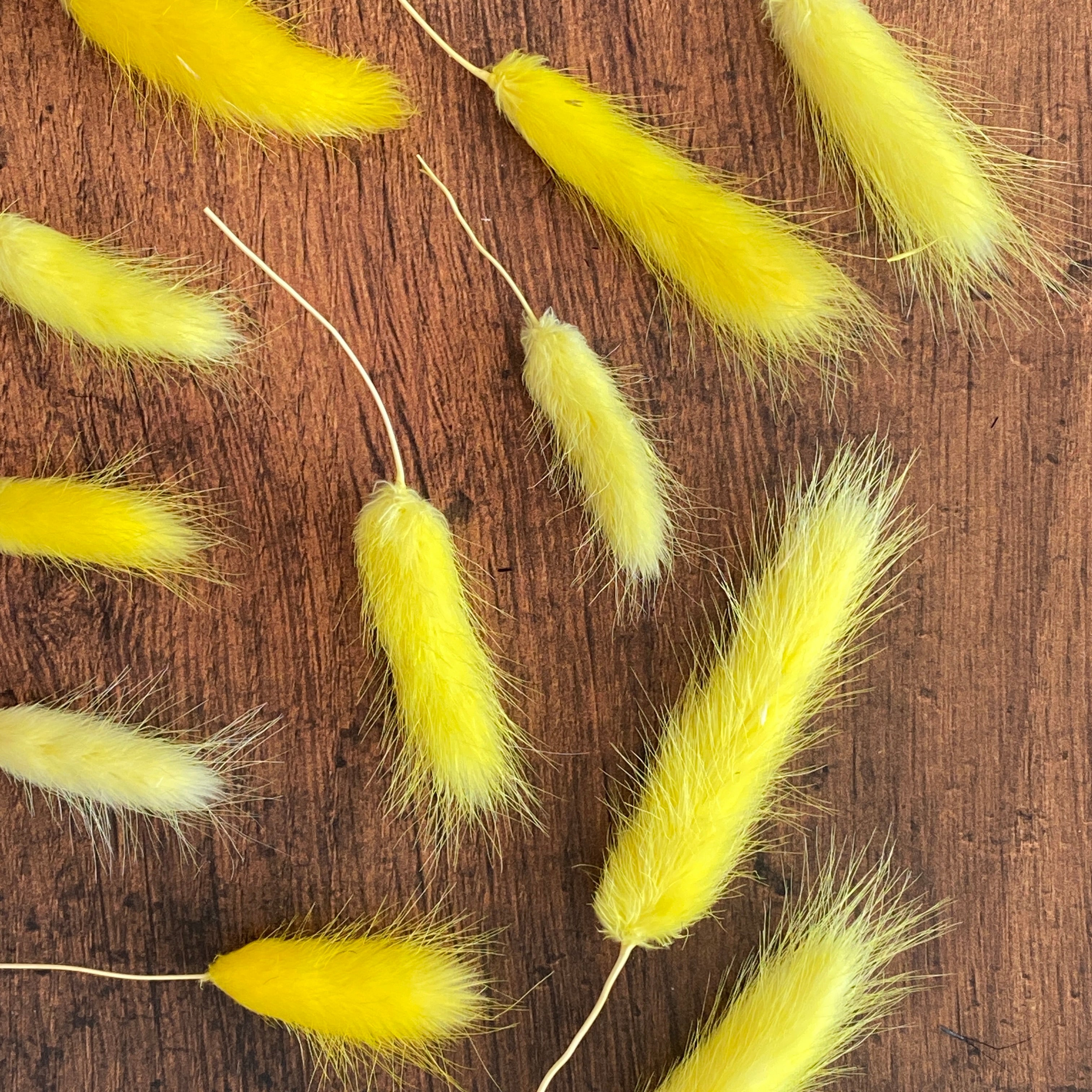 Summer Yellow Bunny Tail Buds