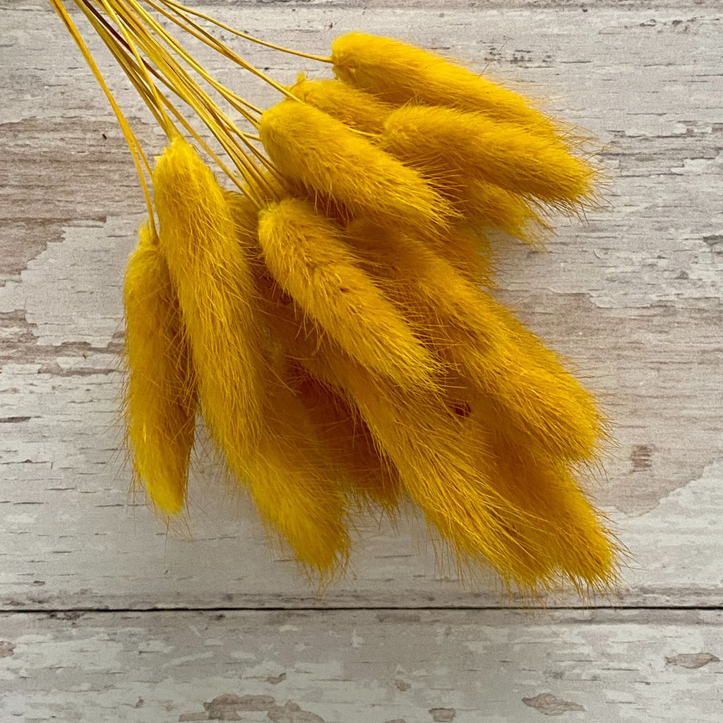 Ochre Yellow Bunny Tail Buds