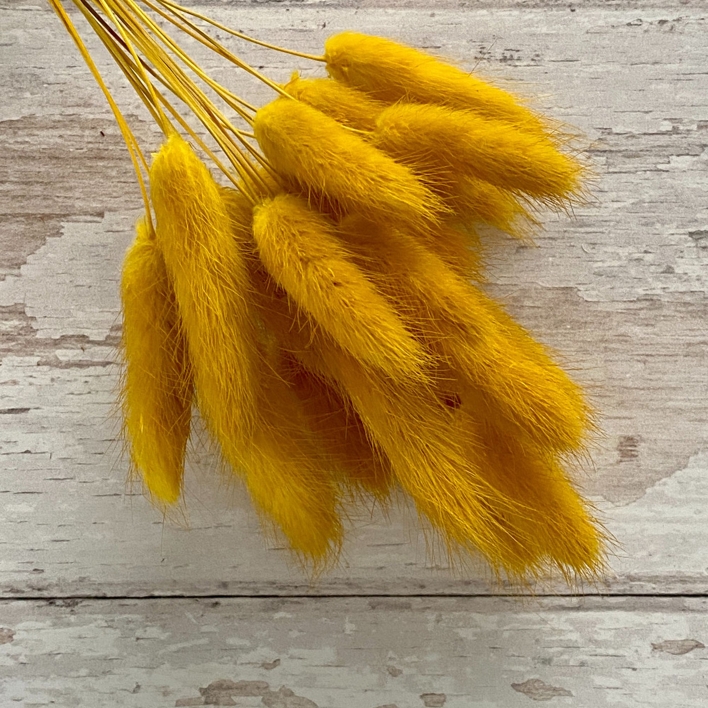 Ochre Yellow Bunny Tail Buds