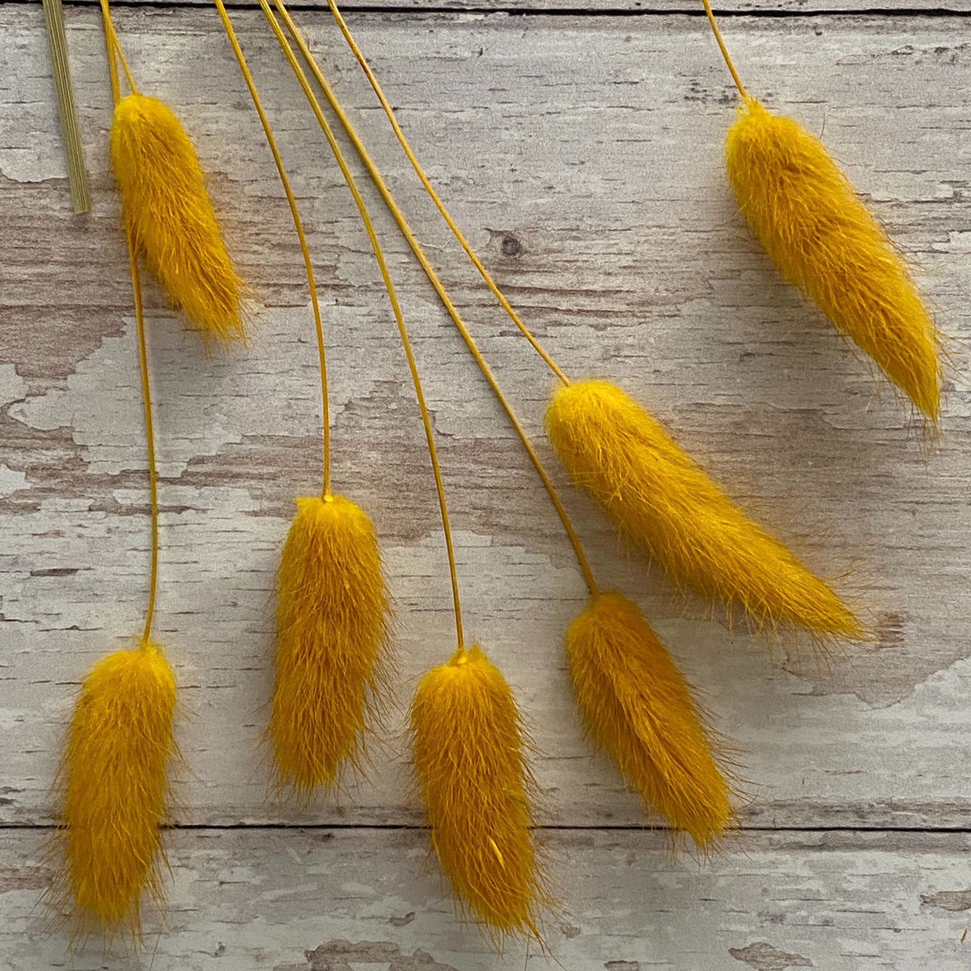 Ochre Yellow Bunny Tail Buds