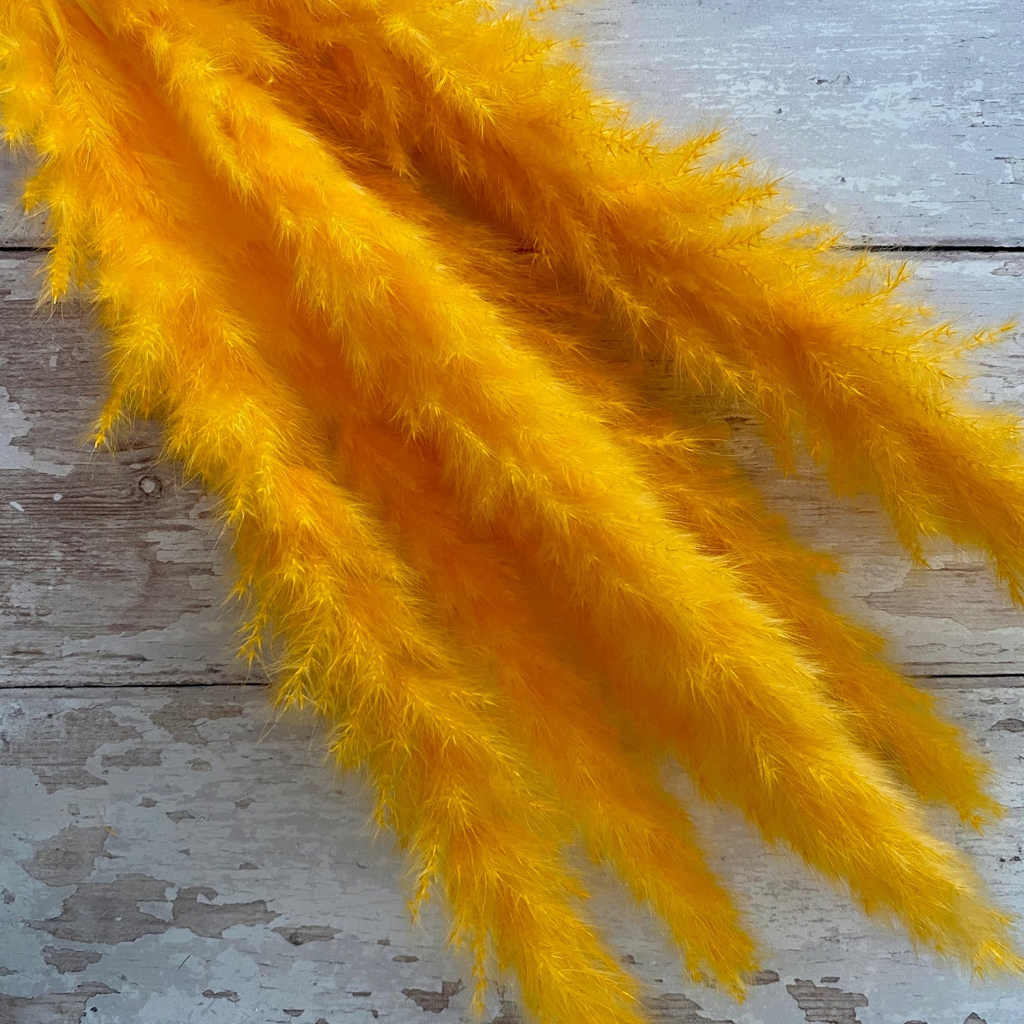 Orange Small Pampas