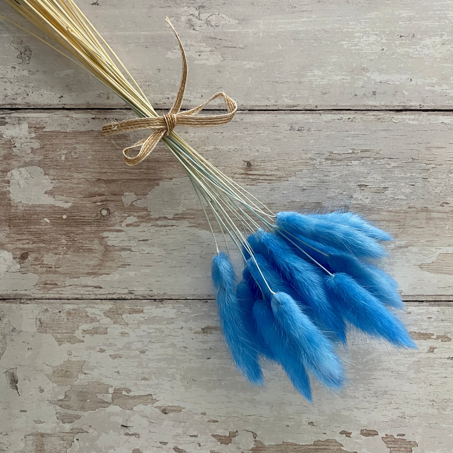 Cornflour Blue Bunny Tails