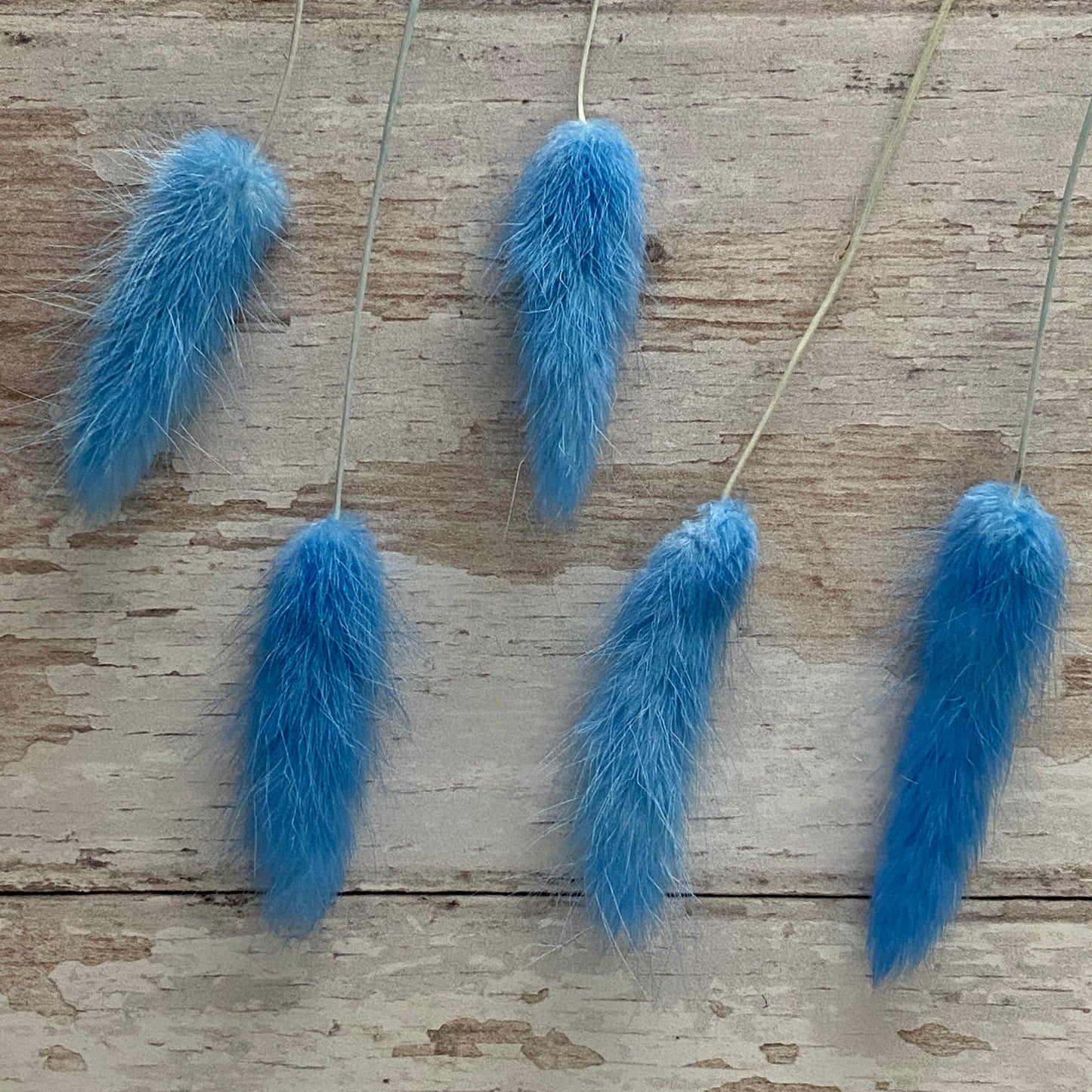 Cornflour Blue Bunny Tails