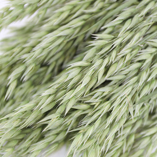 Dried Natural Green Oats