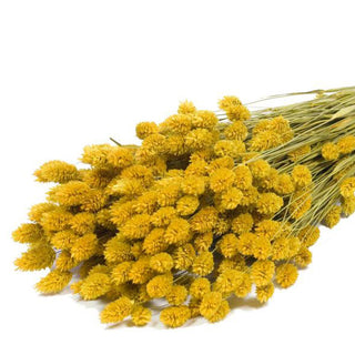 Ochre Yellow Phalaris Flowers