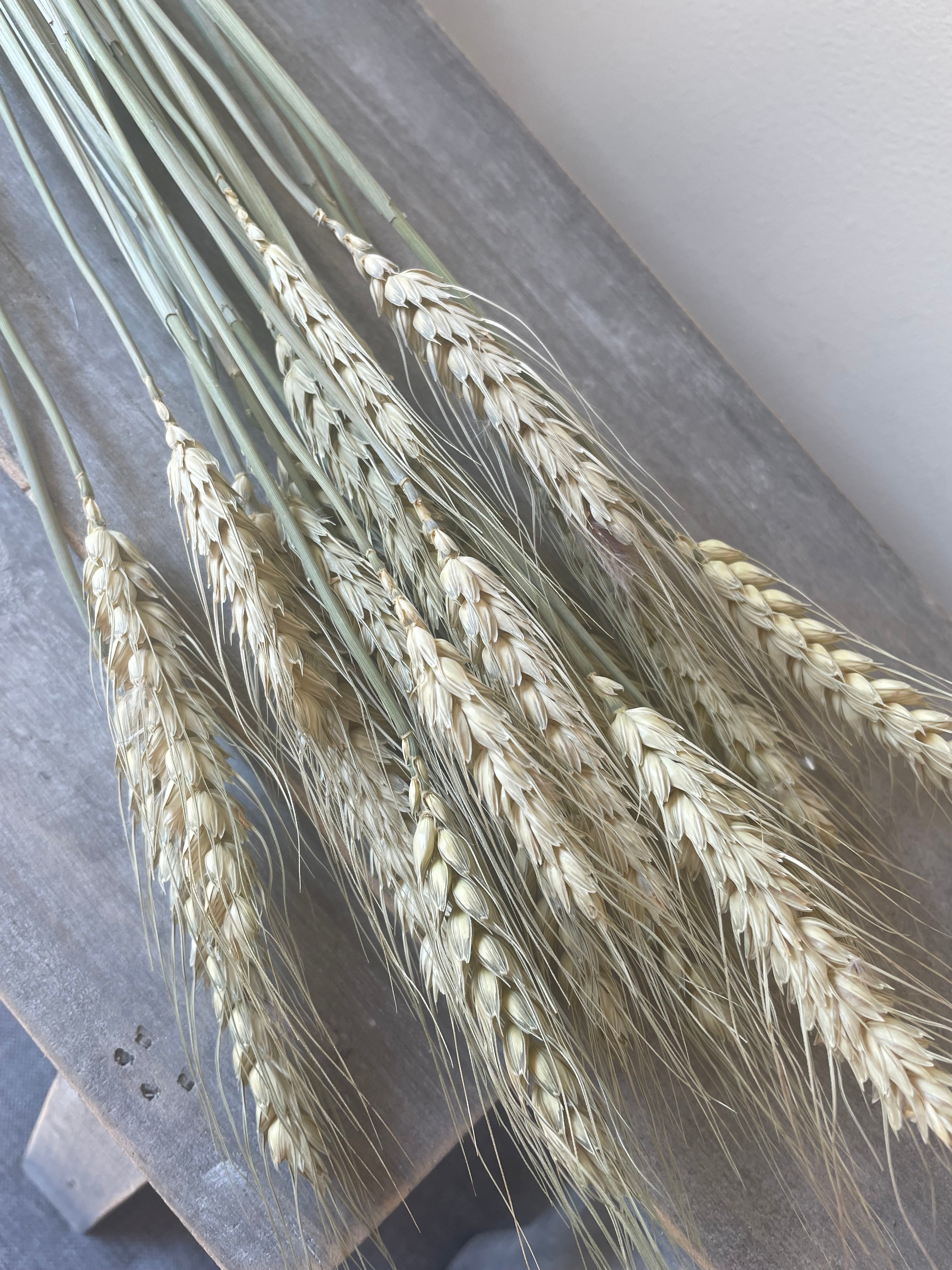 Dried Green Bearded Wheat