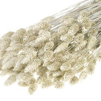 Dusty White Phalaris Flowers