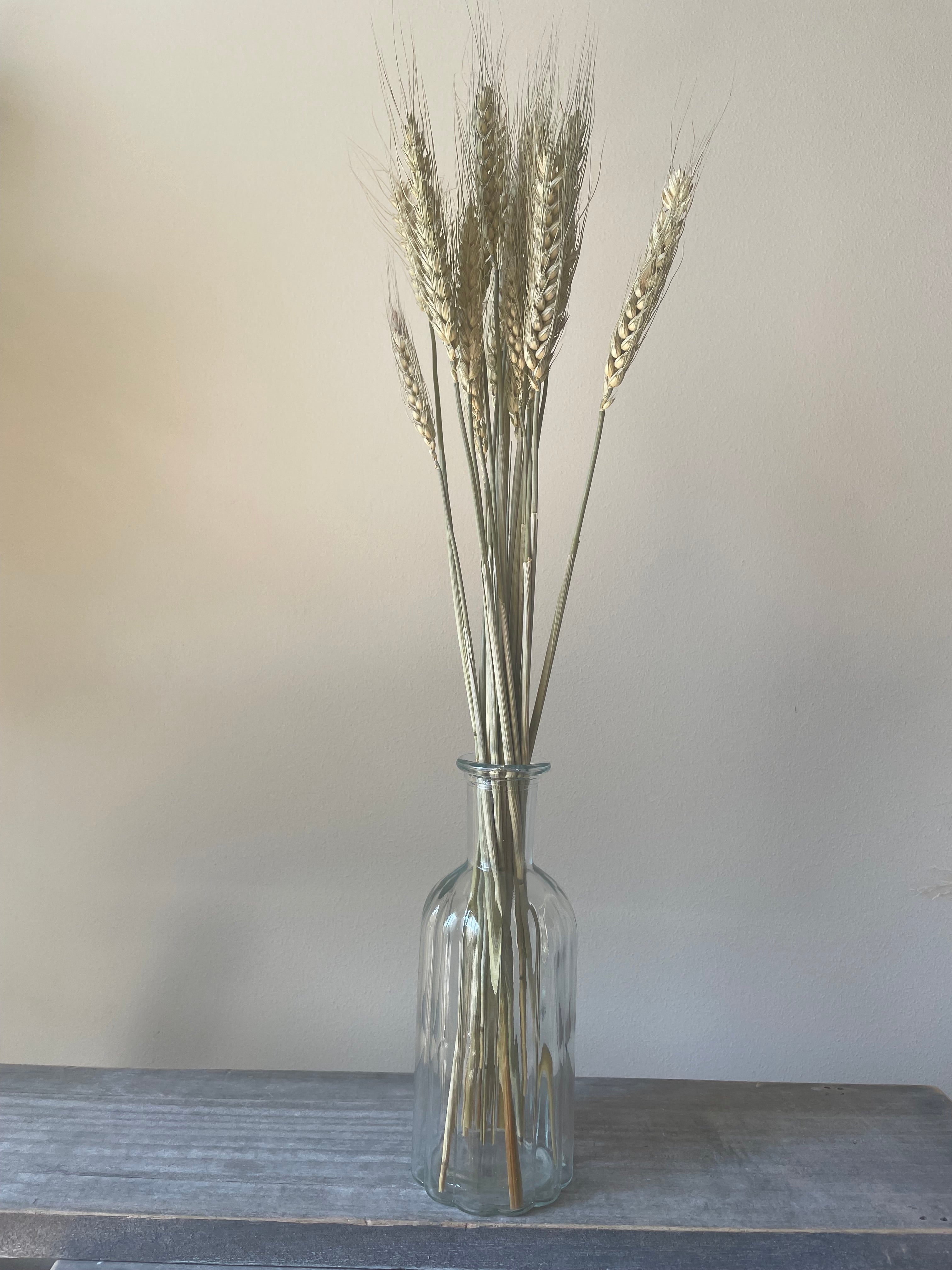 Dried Green Bearded Wheat