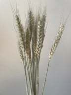 Dried Green Bearded Wheat