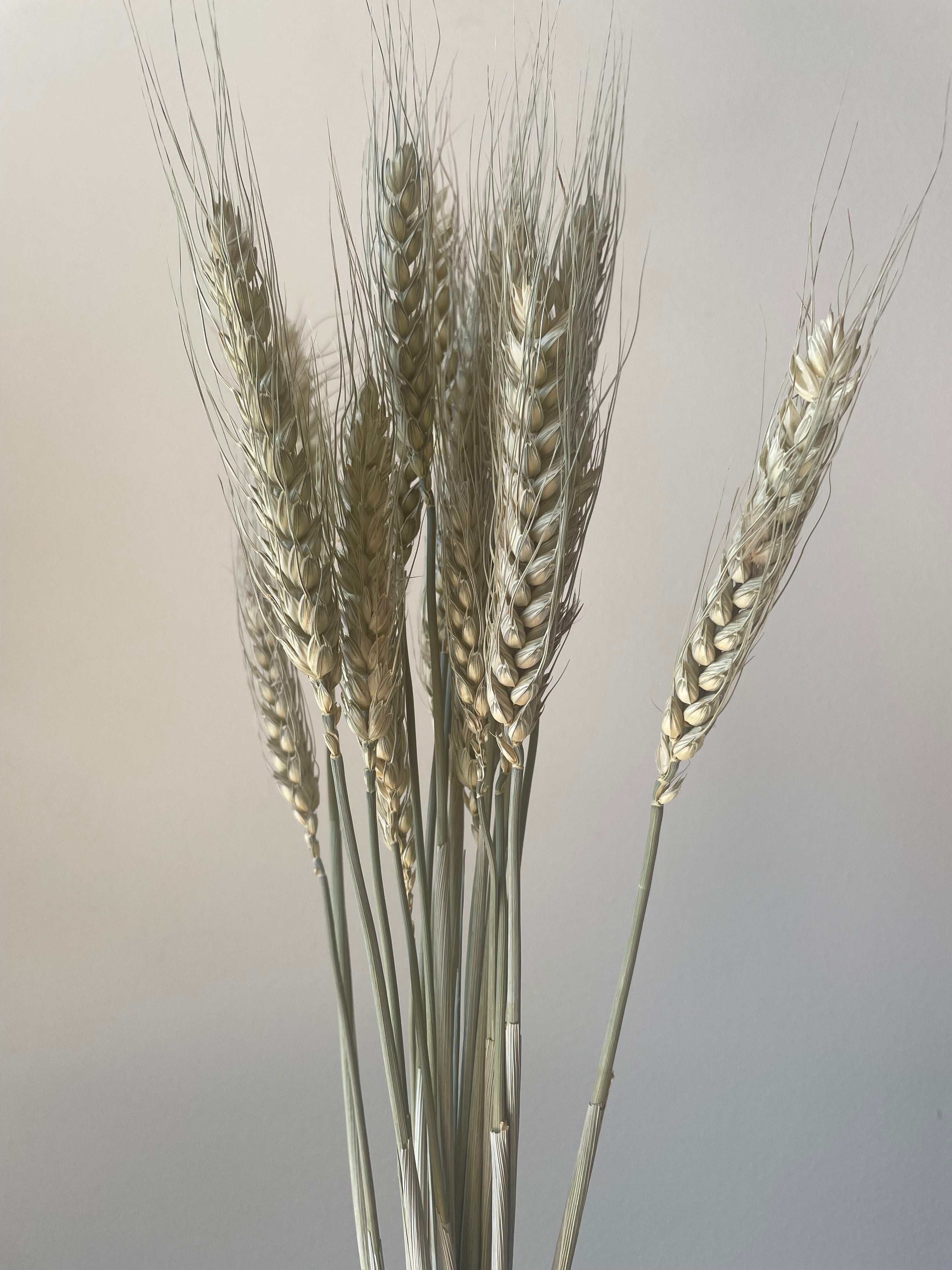 Dried Green Bearded Wheat