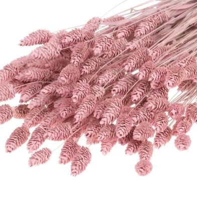 Blush Pink Phalaris Flowers