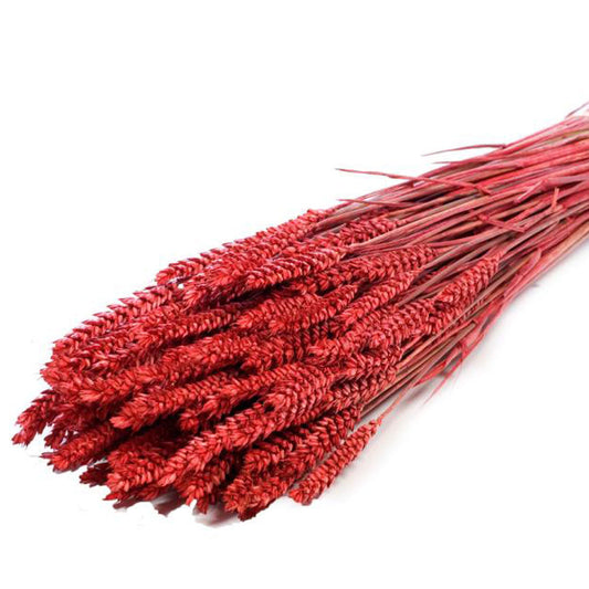 Dried Red Wheat