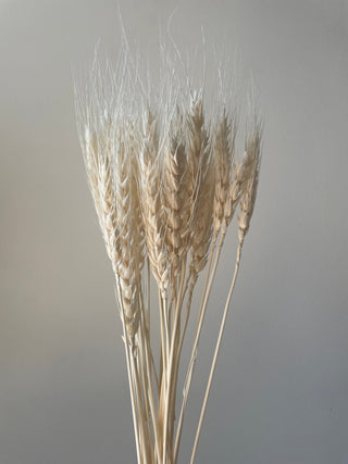 Dried Bleached Wheat Bunch