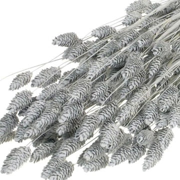 Grey Phalaris Flowers